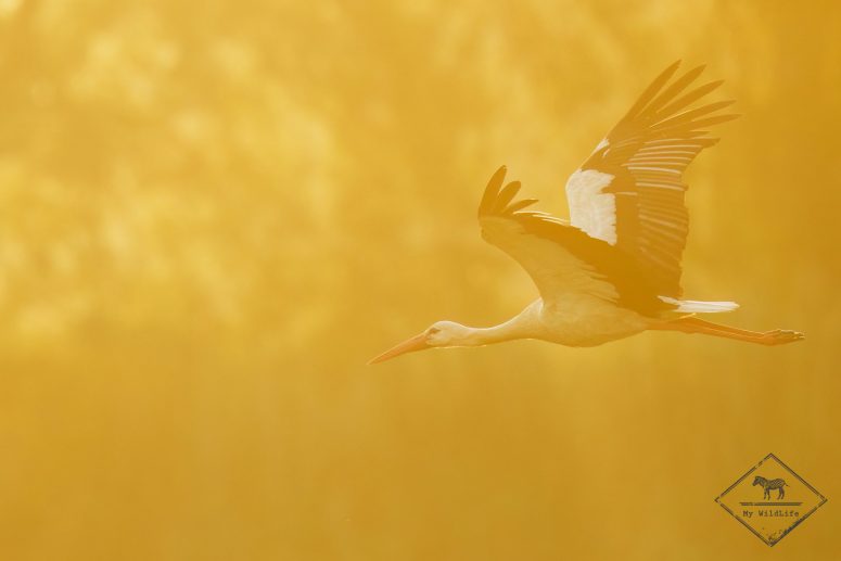 Cigogne blanche, Parc naturel Aiguamolls de l’Empordà