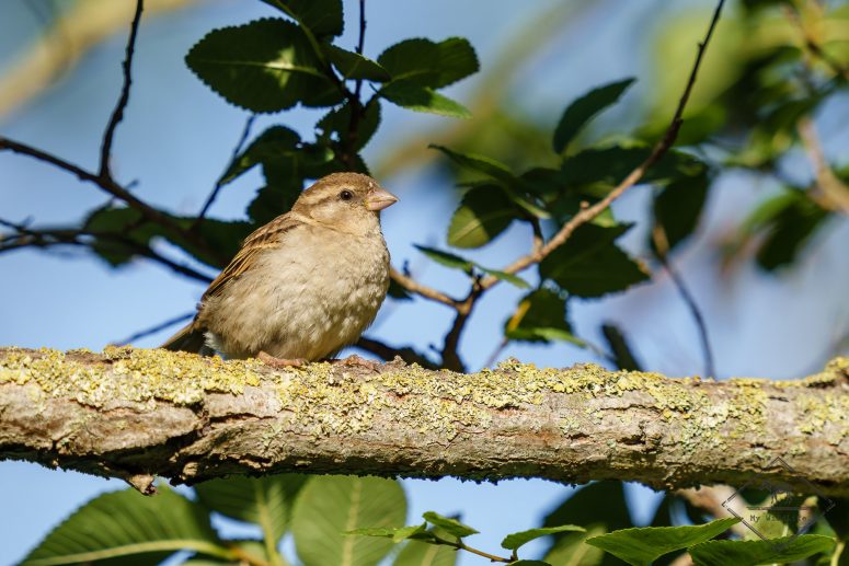 Bruant proyer, Parc naturel Aiguamolls de l’Empordà