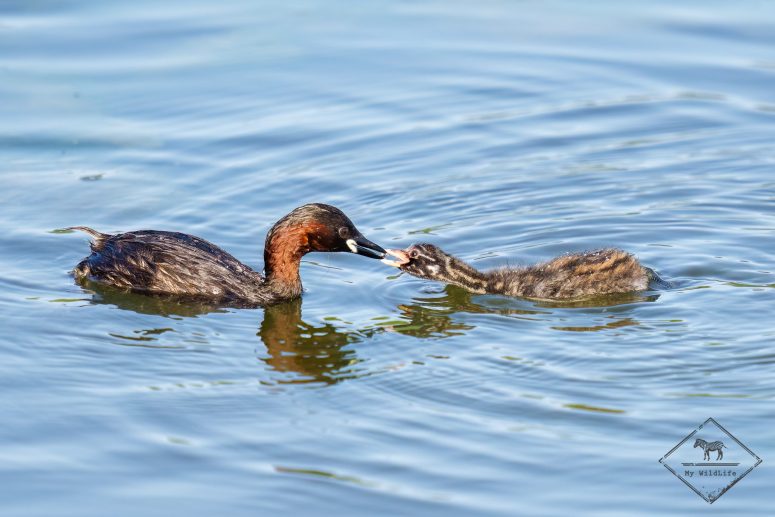 Grèbe castagneux, Parc naturel Aiguamolls de l’Empordà