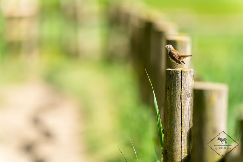 Rossignol philomèle, Parc naturel Aiguamolls de l’Empordà