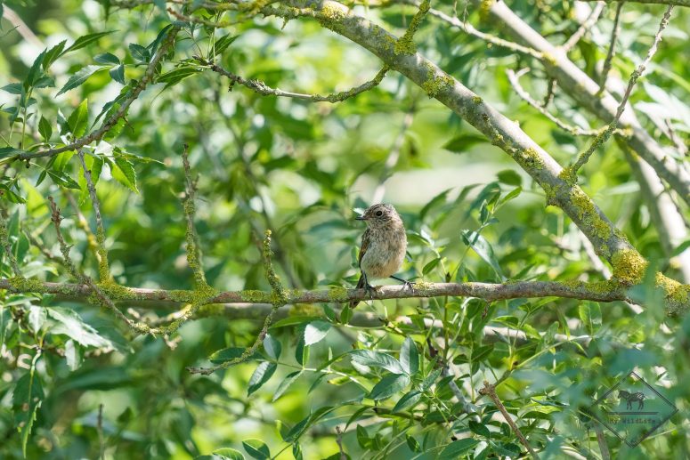 Gobemouche gris, Parc naturel Aiguamolls de l’Empordà