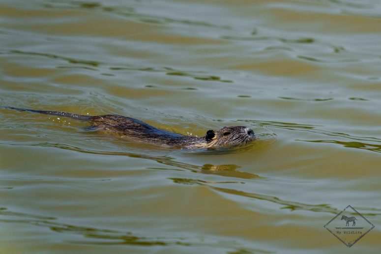 Ragondin, Parc naturel Aiguamolls de l’Empordà
