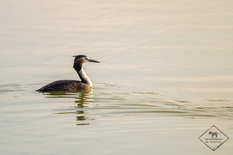 Grèbe huppé, Parc naturel Aiguamolls de l’Empordà