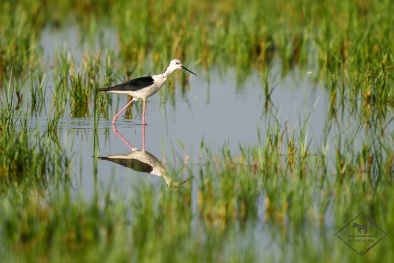 Echasse blanche, Parc naturel Aiguamolls de l’Empordà