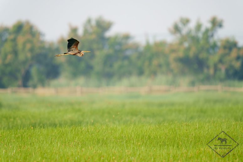 Héron pourpré, Parc naturel Aiguamolls de l’Empordà