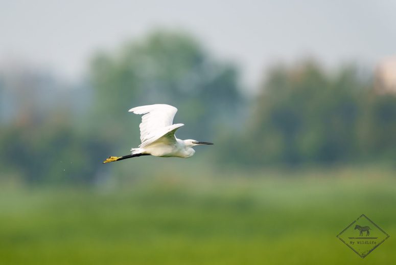 Aigrette garzette, Parc naturel Aiguamolls de l’Empordà