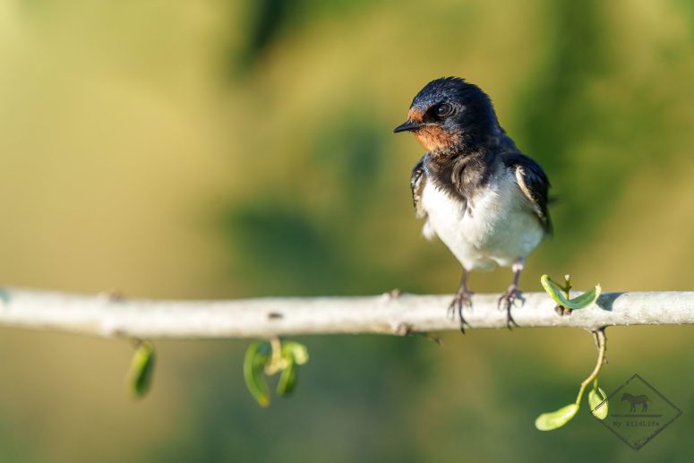 Hirondelle rustique, Parc naturel Aiguamolls de l’Empordà