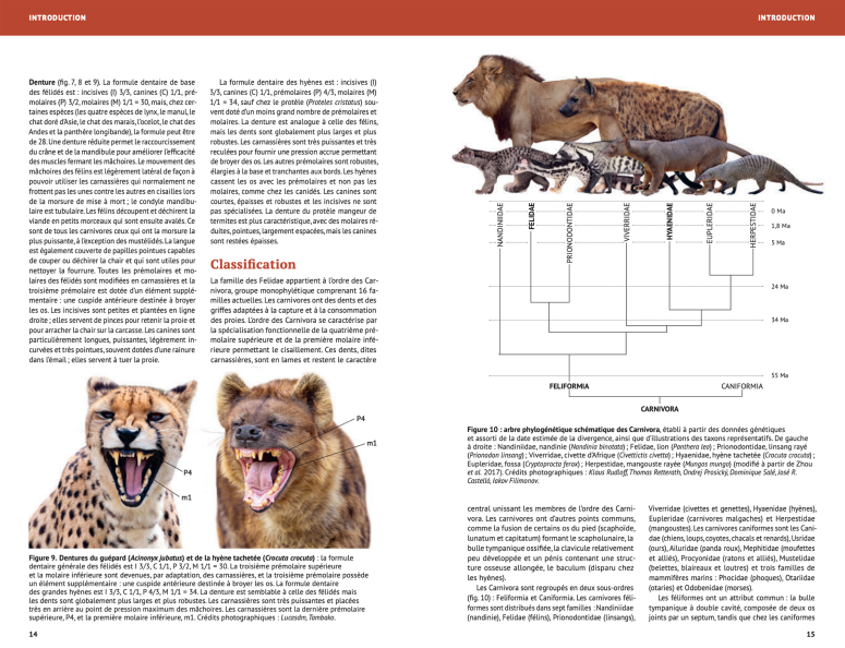 Extrait de Félins et Hyènes du monde