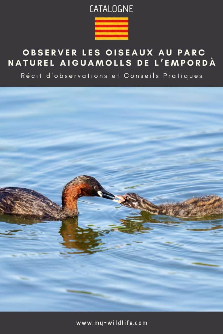 Observer les oiseaux à Aiguamolls de l’Empordà