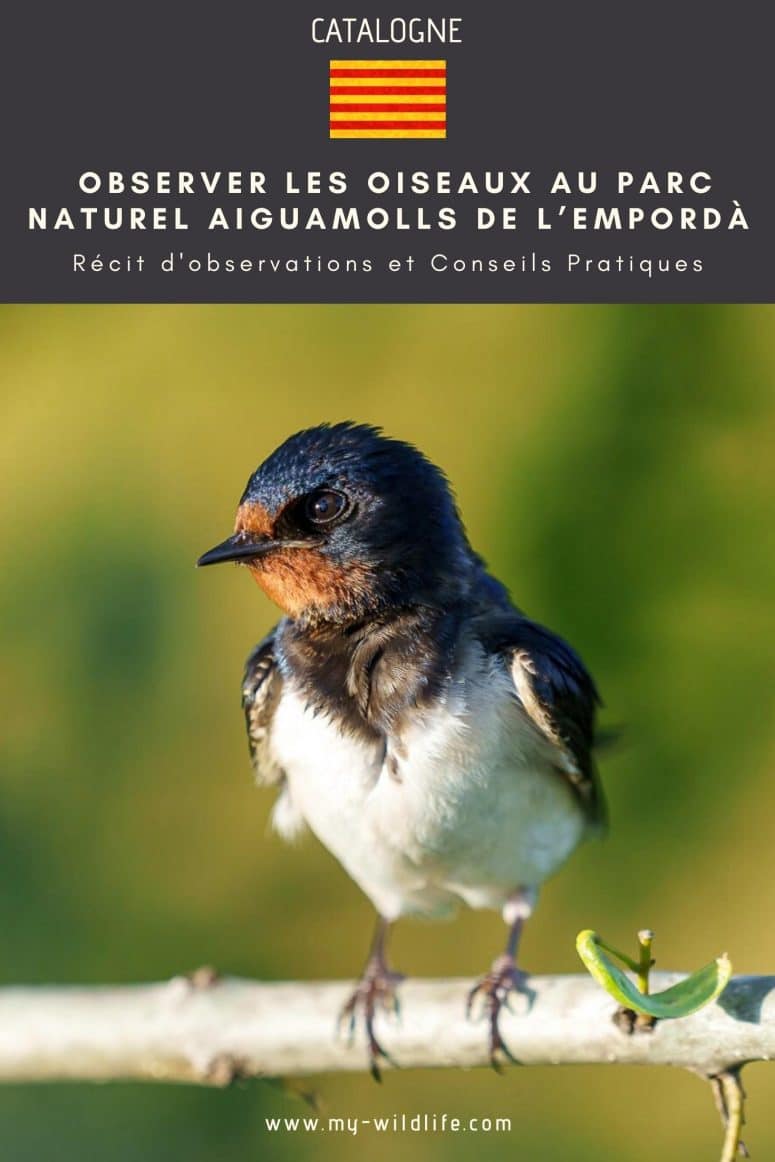 Observer les oiseaux à Aiguamolls de l’Empordà