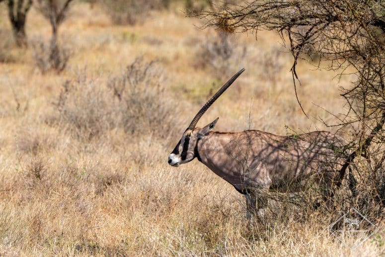Oryx beisa, Samburu
