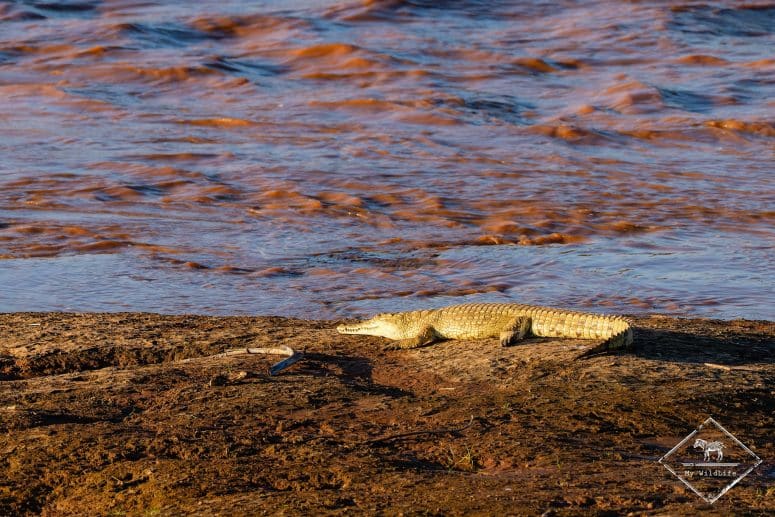 Crocodile, Samburu