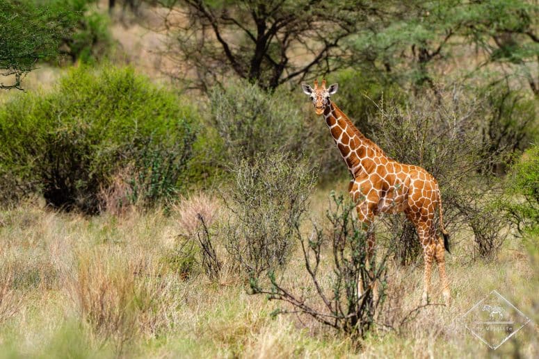 Girafe réticulé, Samburu