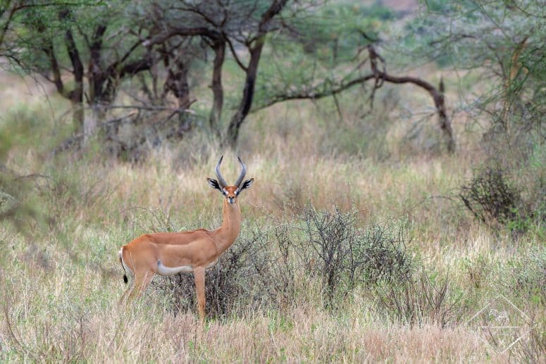 Antilope girafe, Samburu