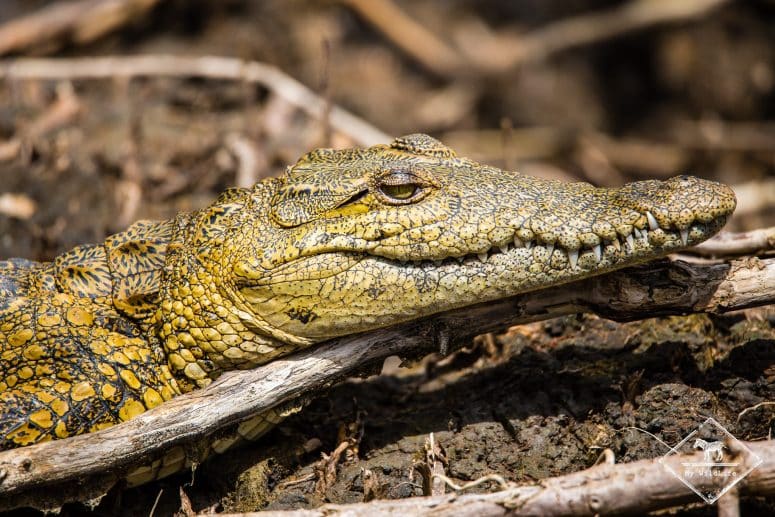 Crocodile, Parc de la zone humide d'iSimangaliso