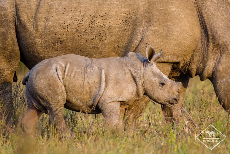 Rhinocéros blanc, Hluhluwe Imfolozi Game Reserve