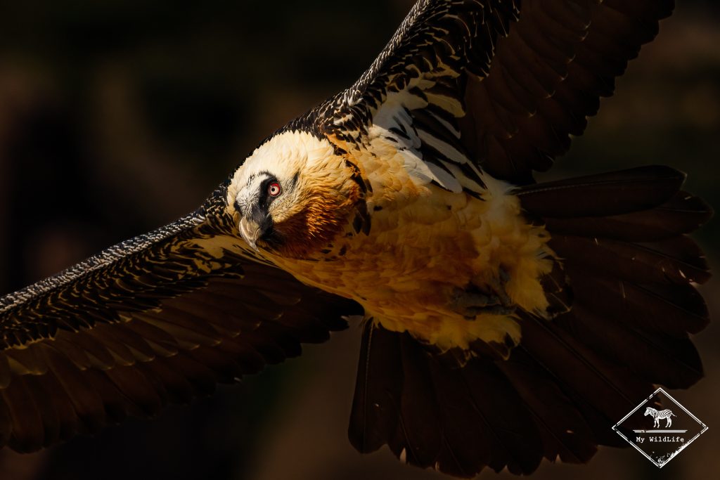 Gypaète barbu, Catalogne