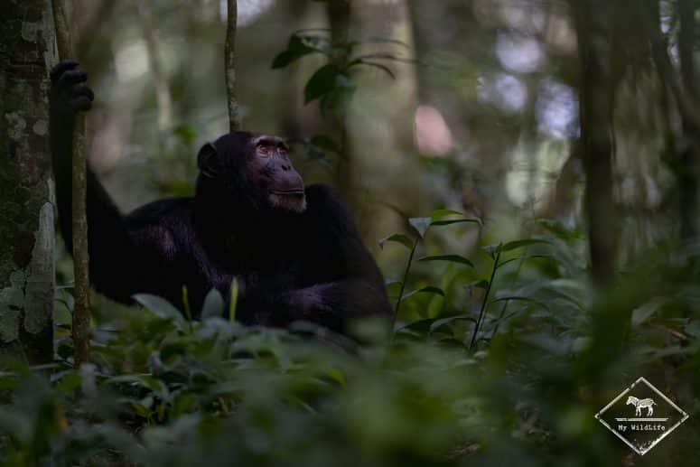 Chimpanzé, parc national Kibale