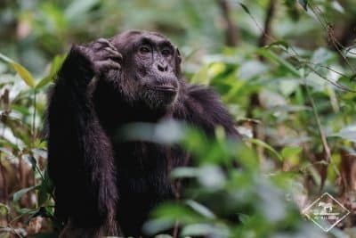 Voir le chimpanzé dans le parc national Kibale en Ouganda