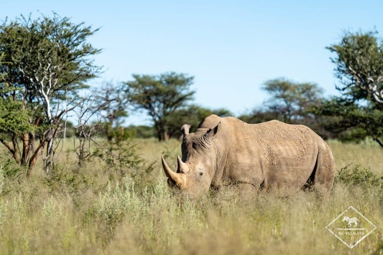 Rhinocéros blanc, Okonjima