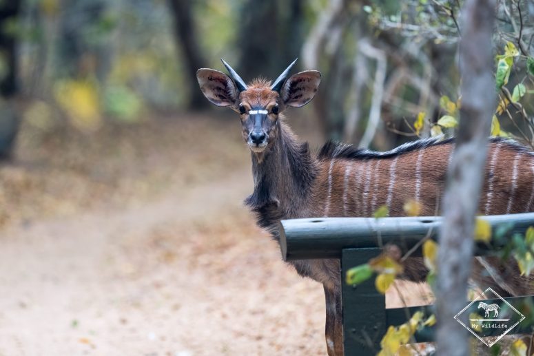 Nyala, Phinda Forest Lodge