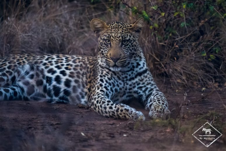 Léopard, Phinda Private Game Reserve