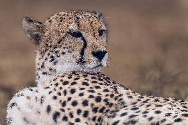 Guépard, Phinda Private Game Reserve