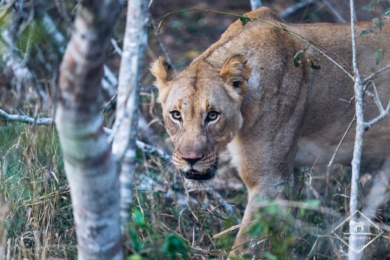 Lionne, Phinda Private Game Reserve