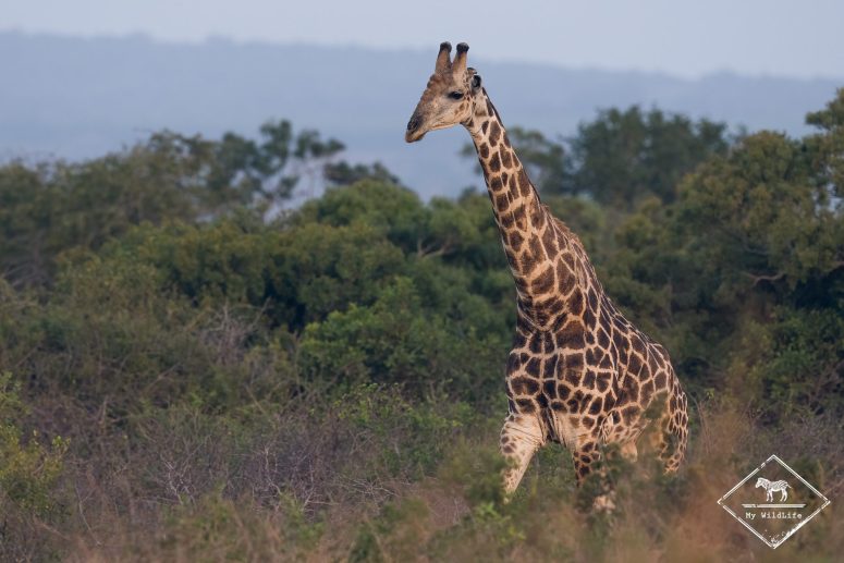Girafe, Phinda Private Game Reserve