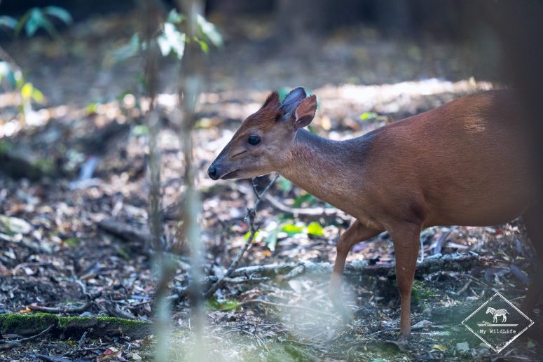 Céphalophe rouge, Phinda Forest Lodge