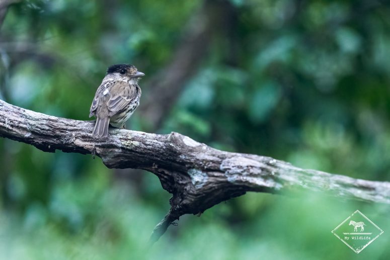 Eurylaime du Cap, Phinda Forest Lodge