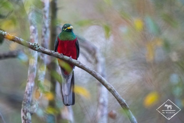 Trogon narina, Phinda Private Game Reserve