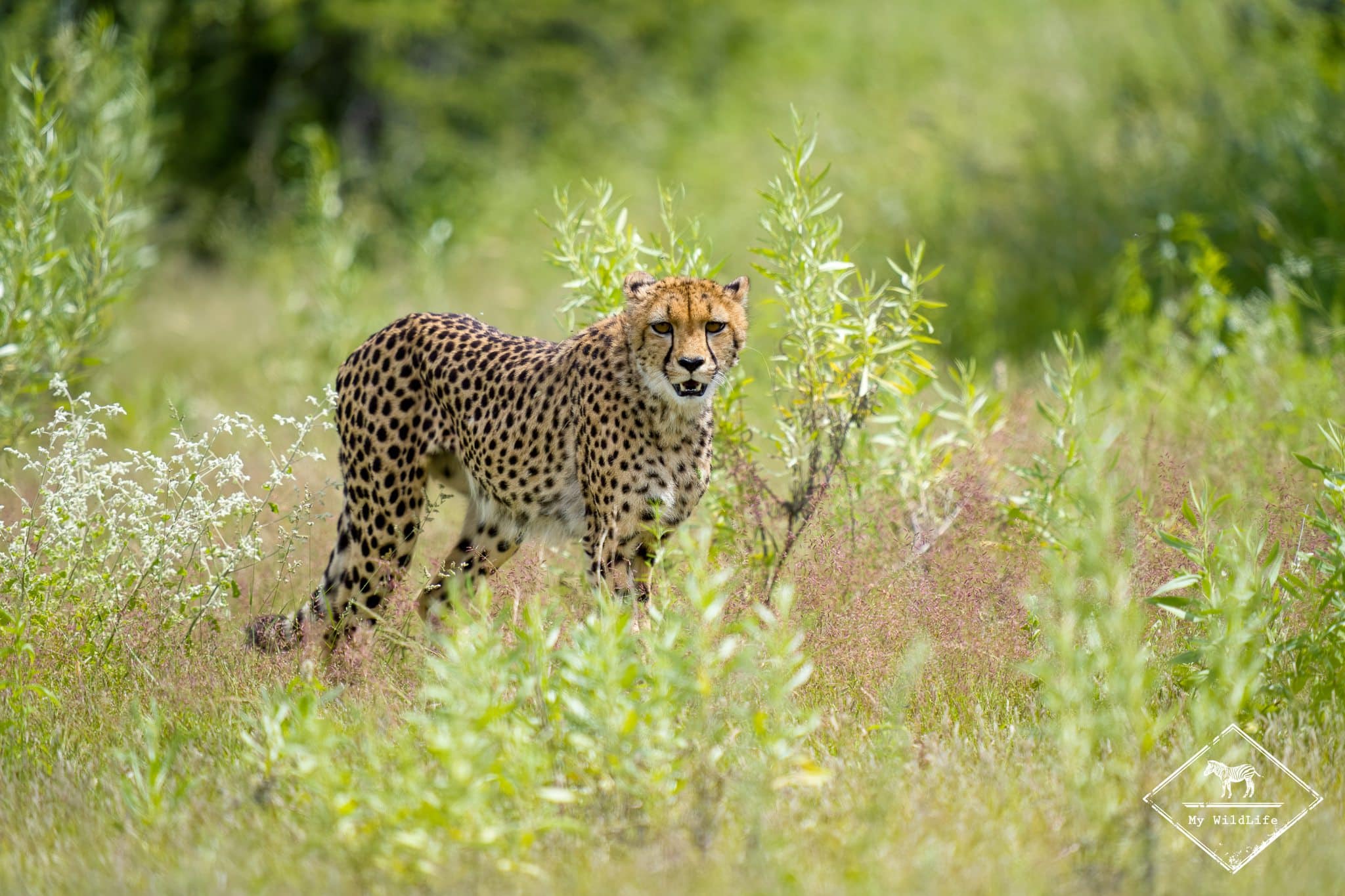 Guide des safaris au parc national Etosha