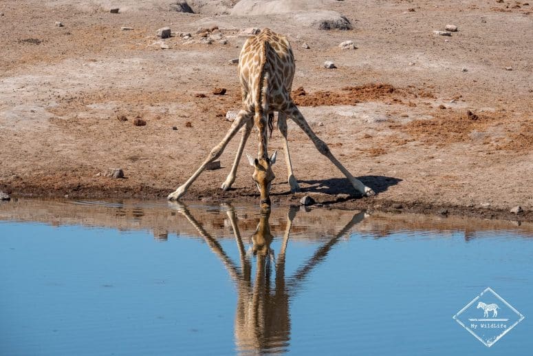 Girafe, parc national Etosha