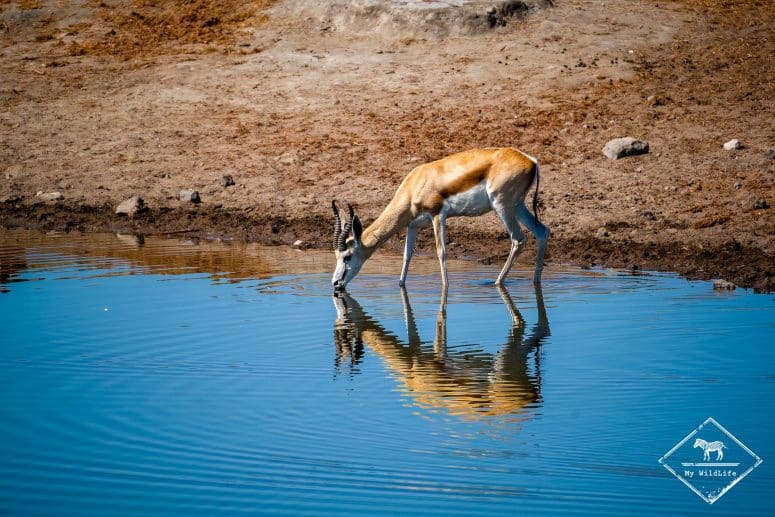 Springbok, parc national Etosha