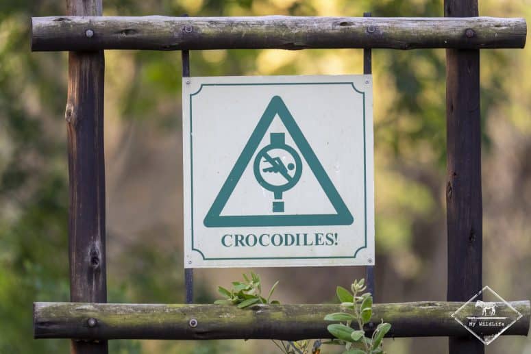 Attention aux crocodiles, Ithala