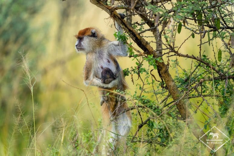 Femelle pata et son jeune, parc national Murchison Falls
