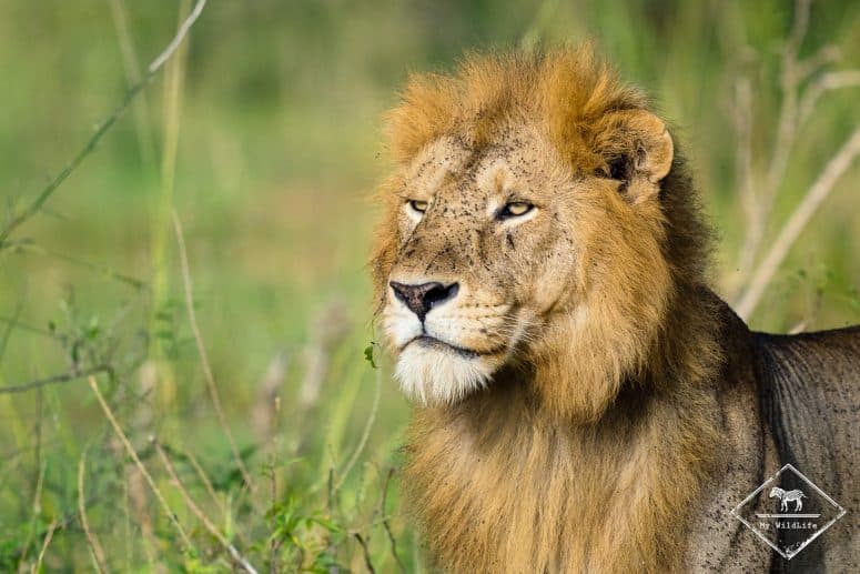 Lion, parc national Murchison Falls