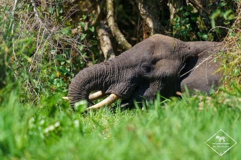 Eléphant, parc national Murchison Falls