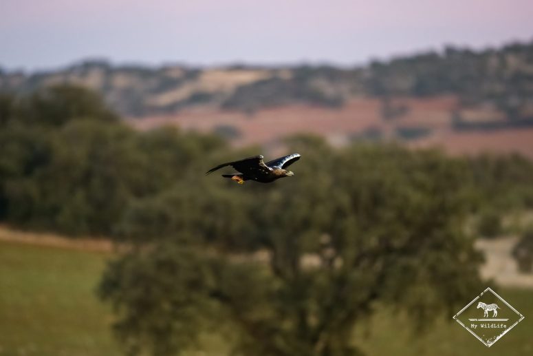 Aigle ibérique adulte