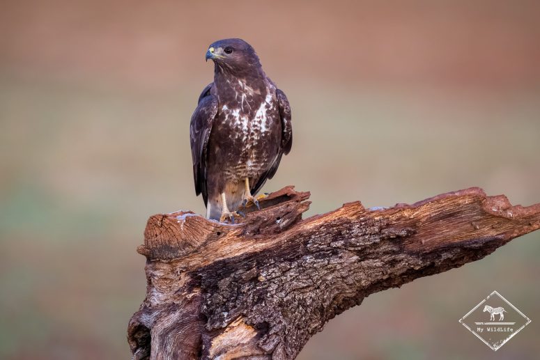 Buse variable