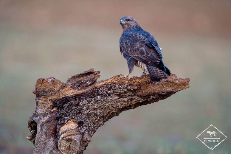 Buse variable