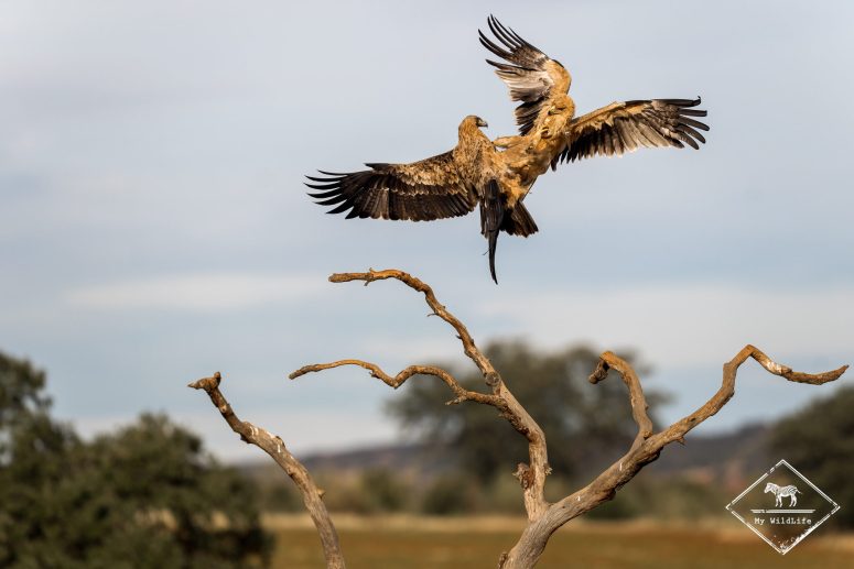 Combat d'Aigles ibériques