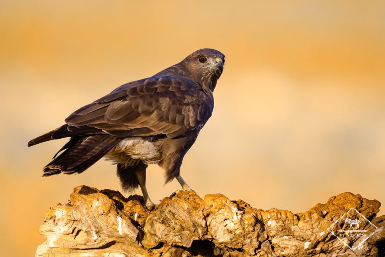 Buse variable
