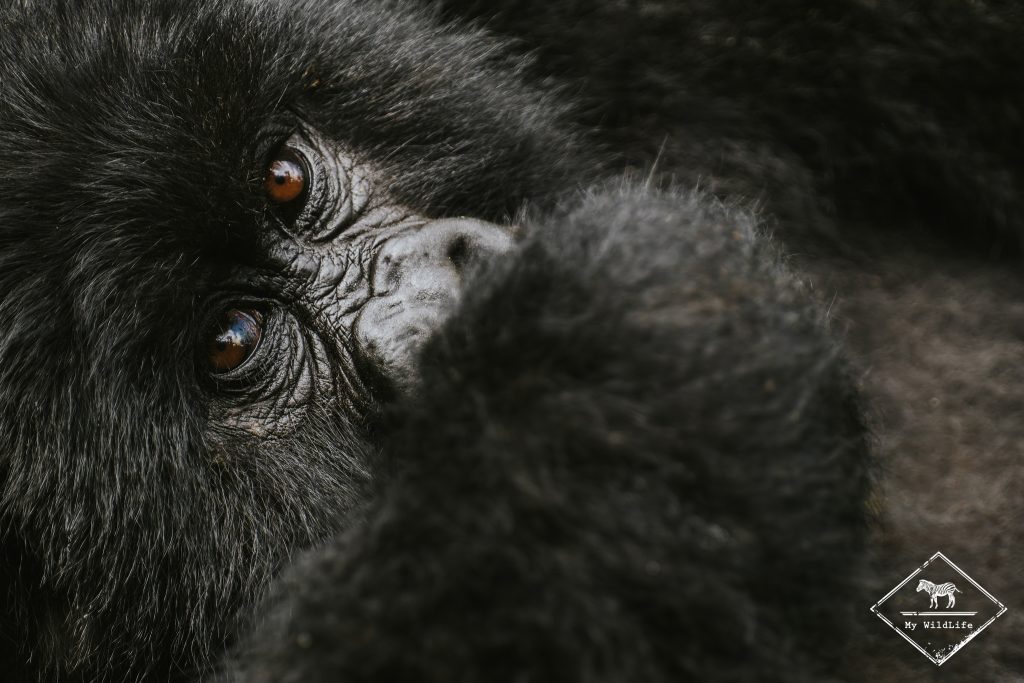 Gorille des montagnes, Les parcs nationaux du sud de l'Ouganda