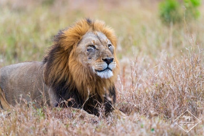 Lion, réserve privée de Manyoni