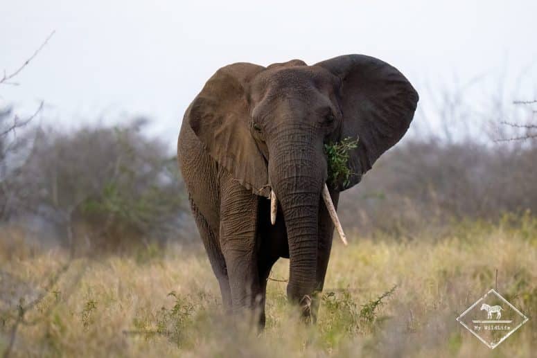 Eléphant, réserve privée de Manyoni