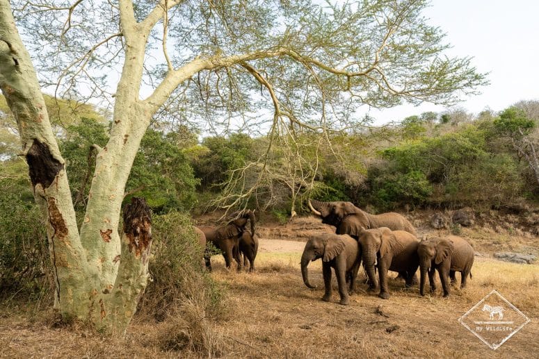 Eléphants, réserve privée de Manyoni