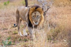 Safari dans la réserve privée de Manyoni Safari dans la réserve privée de Manyoni