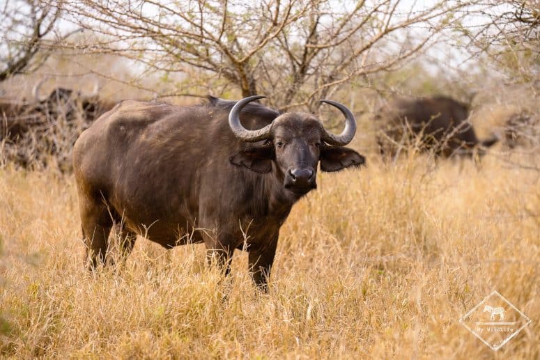 Buffle d'Afrique, réserve privée de Manyoni